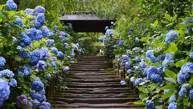 雨に映える紫陽花の名所5選【6月観光】