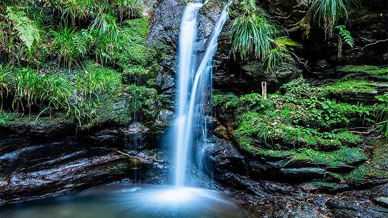 しっとり美しい苔・新緑の絶景4選【雨の日】