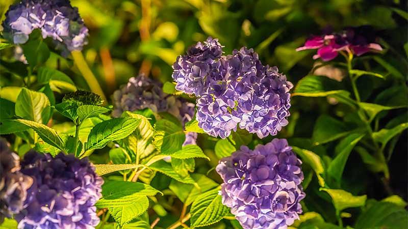 梅雨の紫陽花スポットに関するQ&A