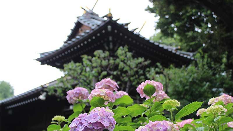 2026年版！関東の紫陽花名所おすすめ一覧