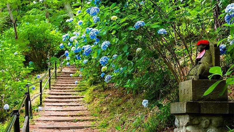 【東京】都内のおすすめ紫陽花スポット8選