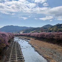 桜並木