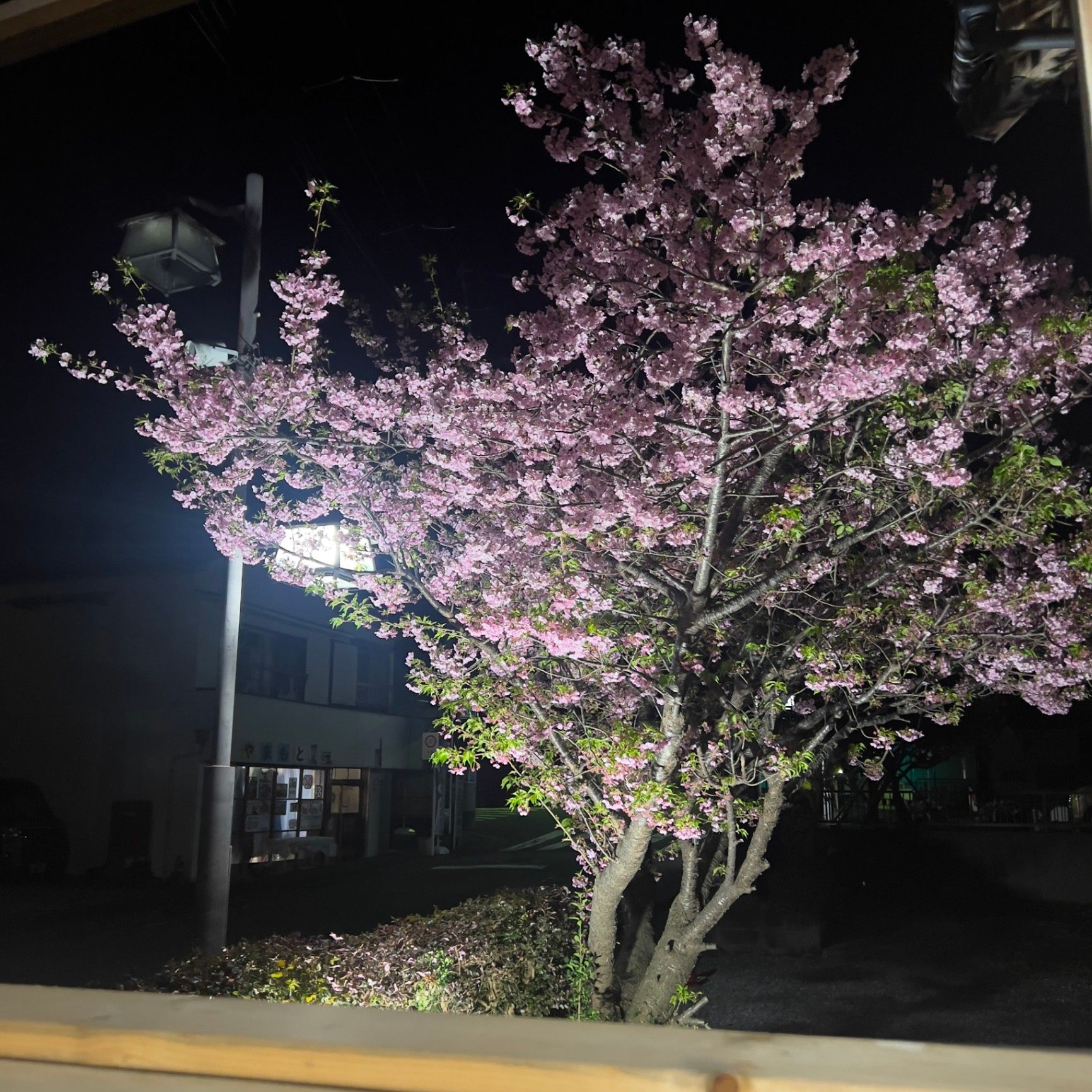 足湯 夜桜