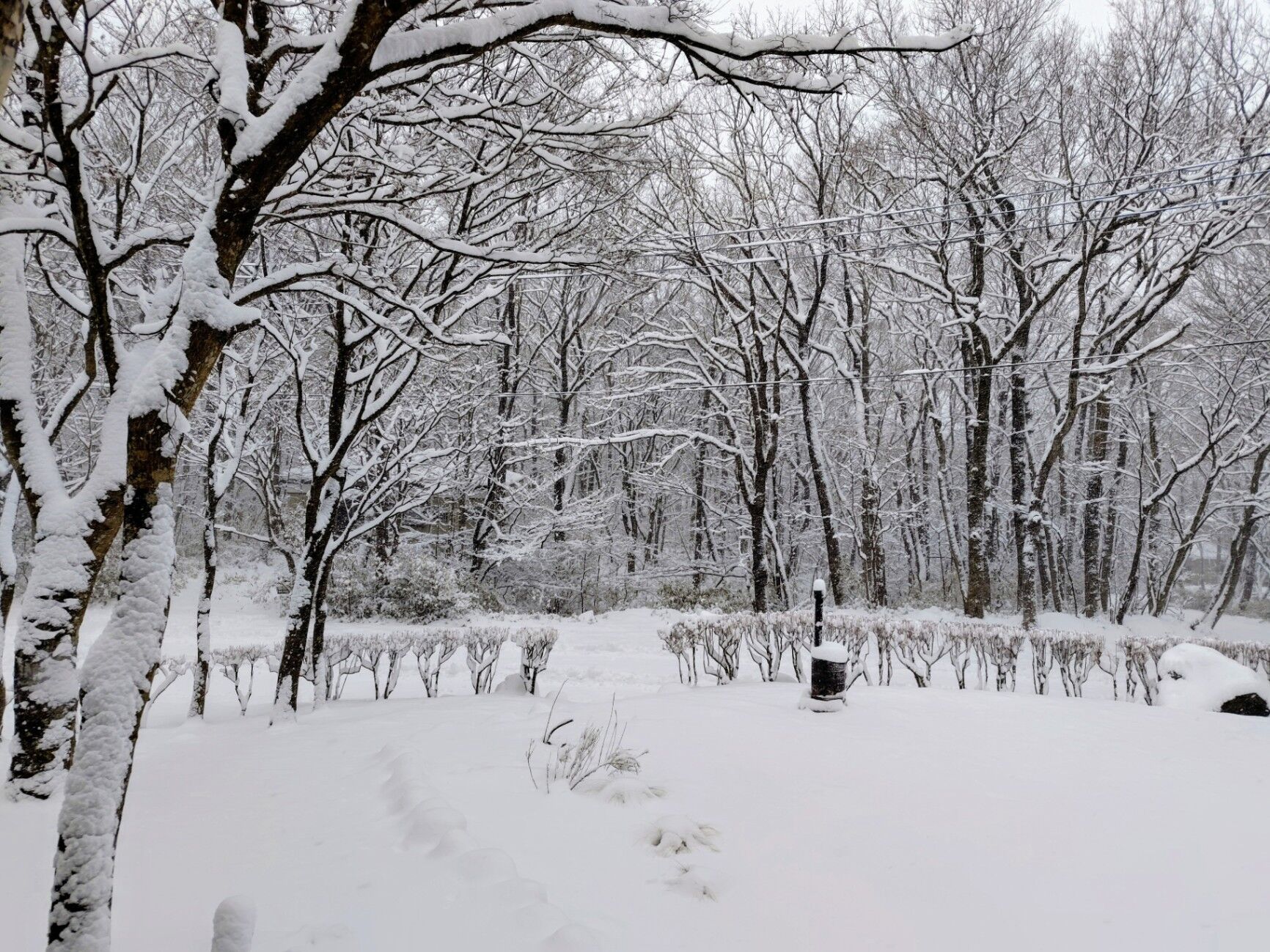 真冬の雪景色の庭