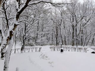 真冬の雪景色の庭