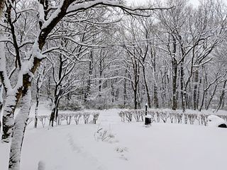 真冬の雪景色の庭