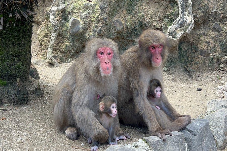 淡路島モンキーセンター