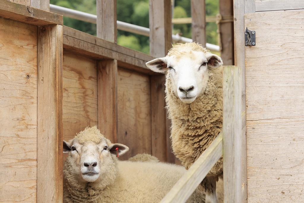袖ケ浦ふれあいどうぶつ縁