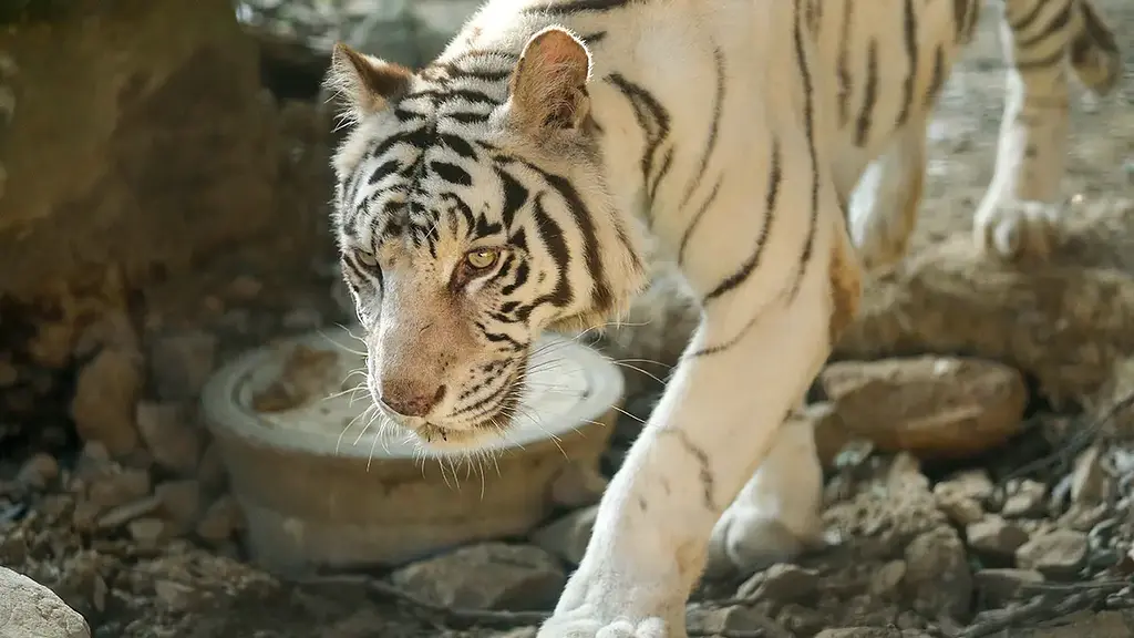 群馬サファリパーク