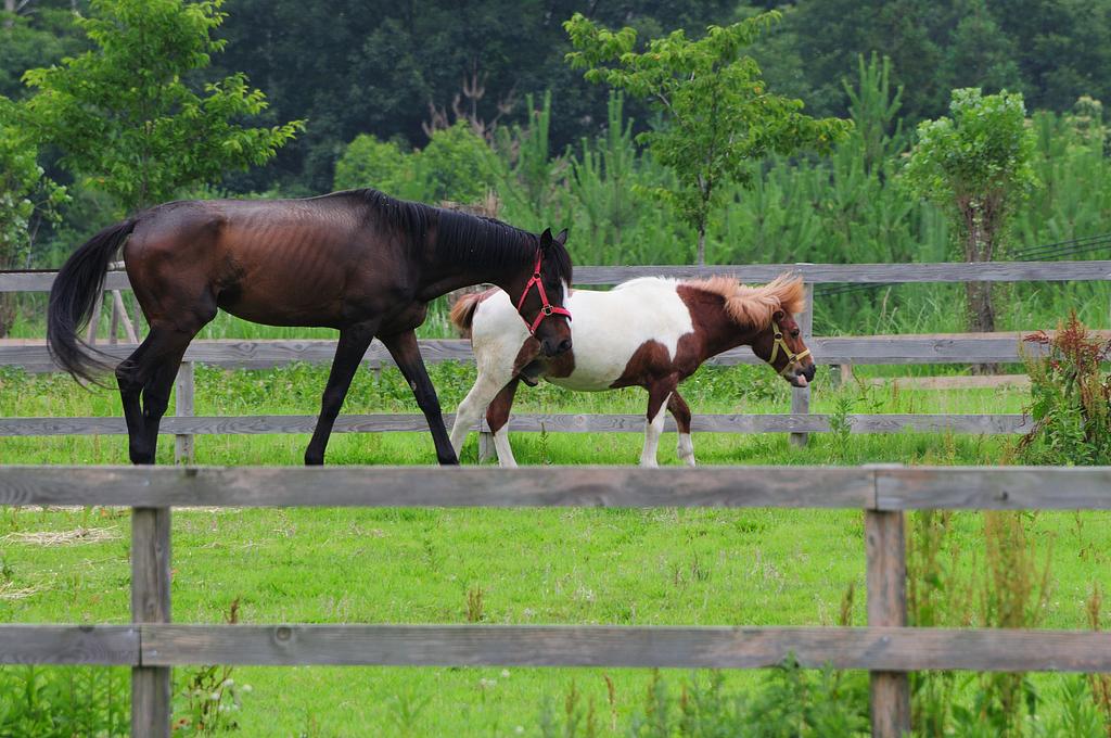 滋賀農業公園ブルーメの丘
