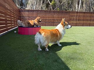 ドッグラン付き一棟貸別荘- Ilio a kai イリオアカイ-image