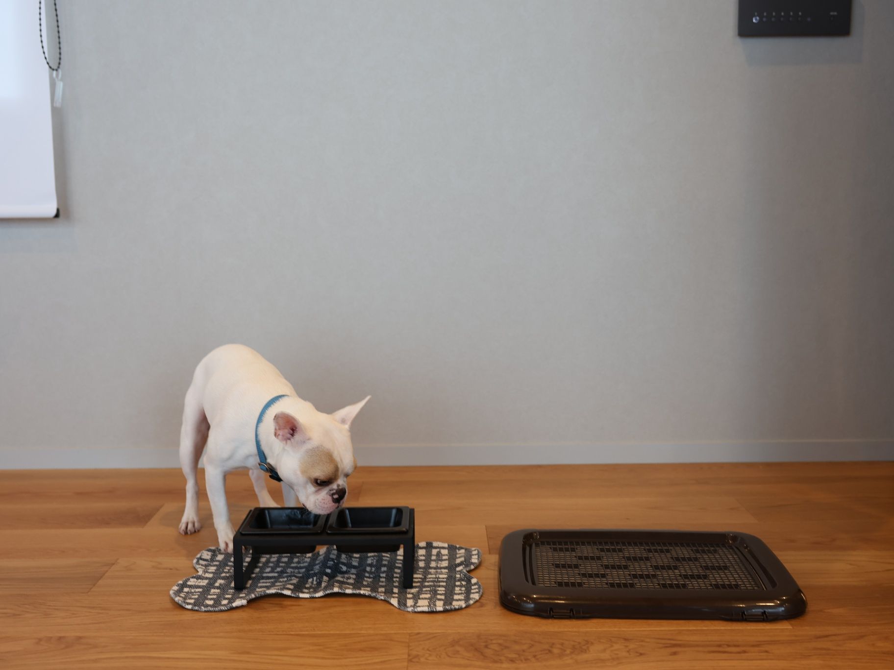 ドッグフレンドリー／トレイやフードボール完備