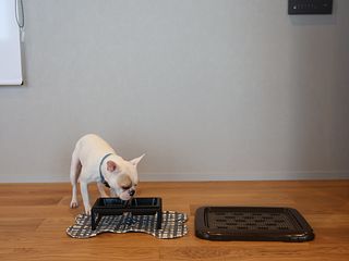 ドッグフレンドリー／トレイやフードボール完備