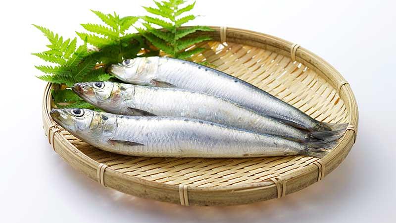 初夏の海で獲れる旬の魚介類