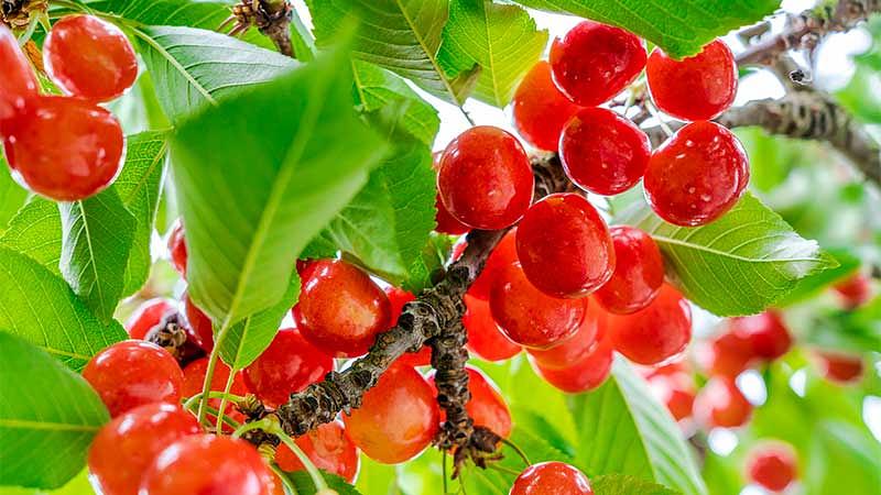 6月の食卓を彩る旬の果物