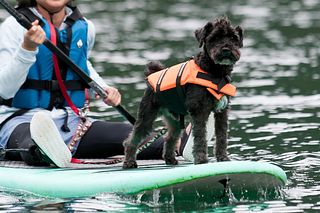 ドッグSUP