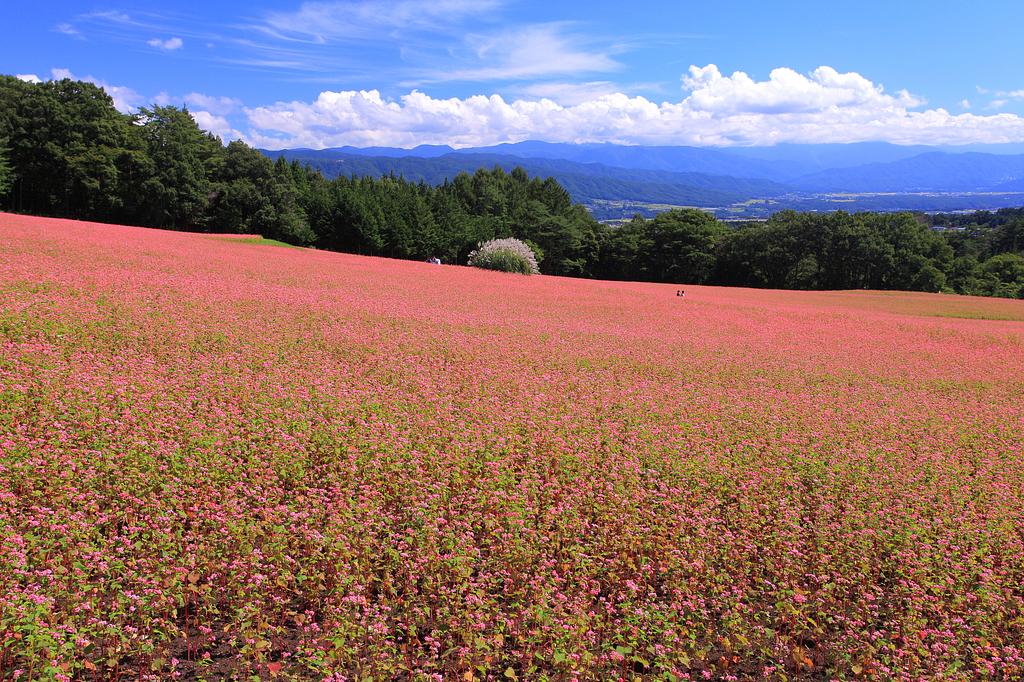 長野 | 赤そばの里