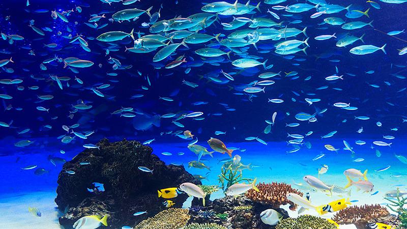 夜の水族館デートが選ばれる理由