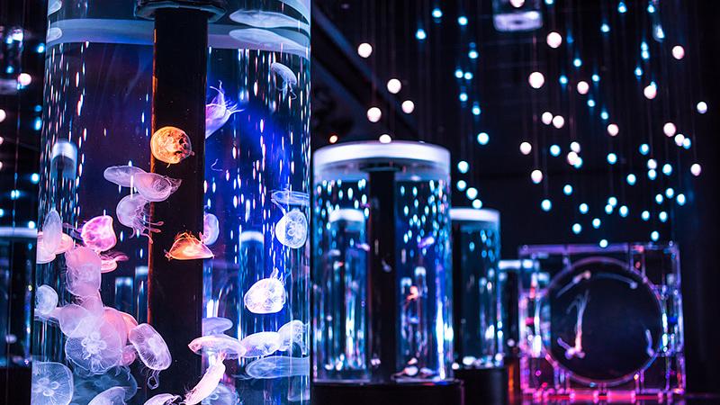 関東の夜までやってる水族館3選