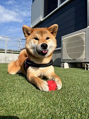 【ドッグラン】ふかふかの人工芝で、気持ちよく遊べます