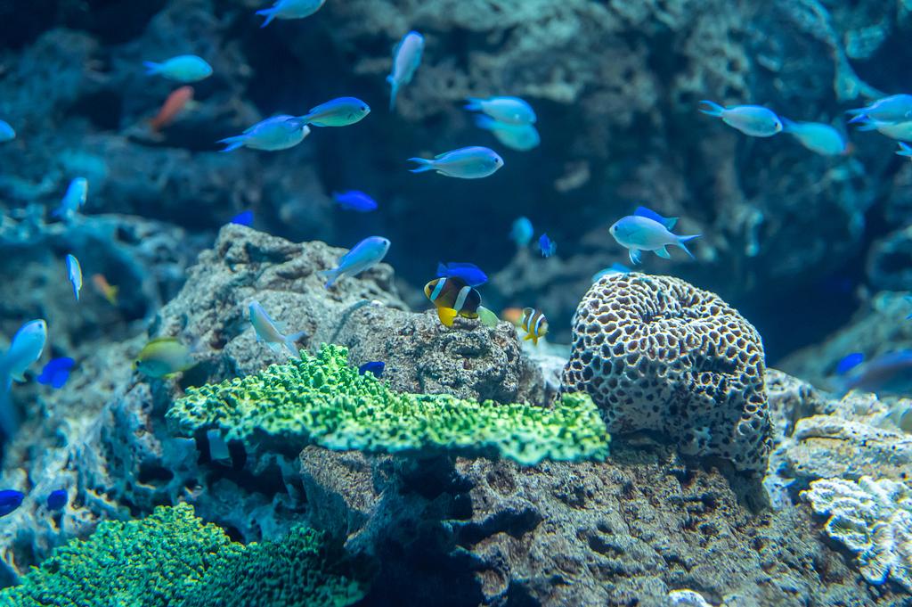 茨城県 | アクアワールド茨城県大洗水族館