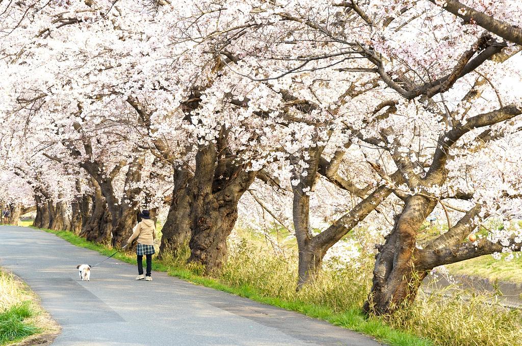 赤城南面千本桜