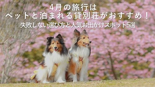 4月の旅行はペットと泊まれる貸別荘がおすすめ！失敗しない選び方と人気お出かけスポット5選 