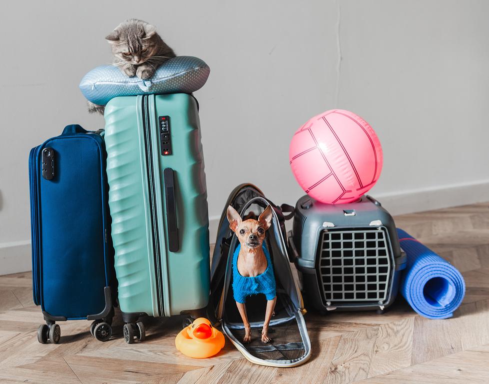 ペットとの旅行