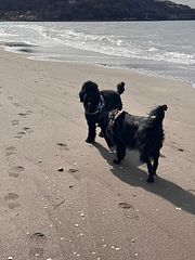 Blue Dog House　保田海岸-image