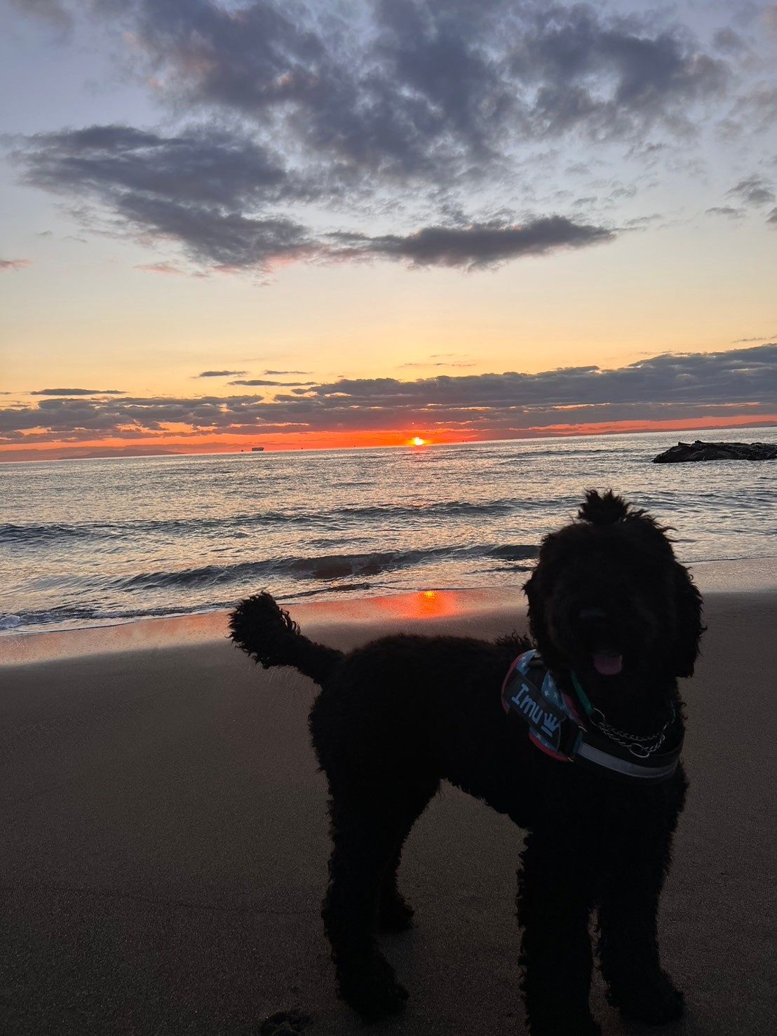 Blue Dog House　保田海岸-image