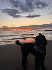 Blue Dog House　保田海岸-image