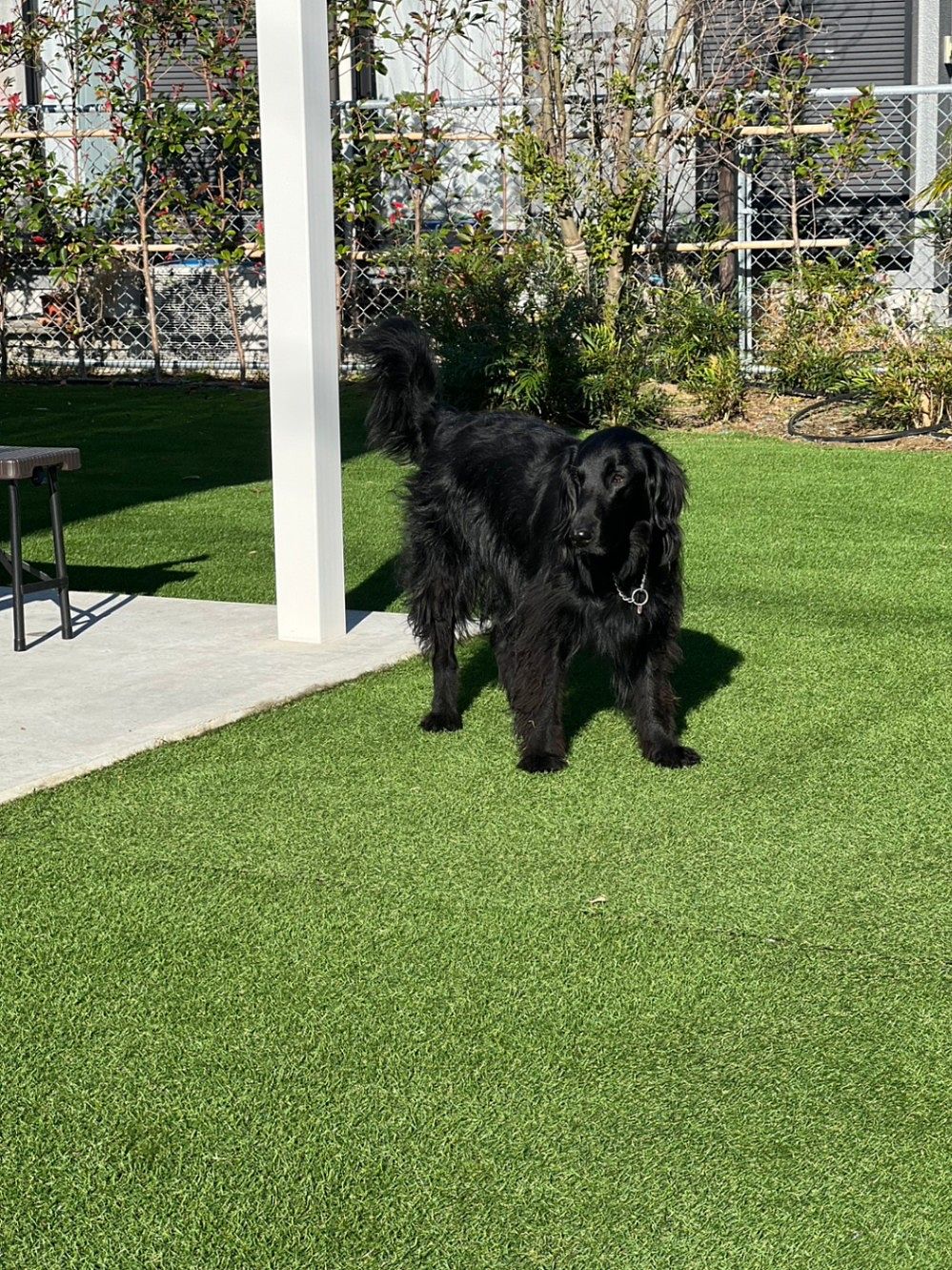 Blue Dog House　保田海岸-image