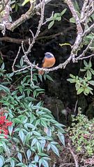 キッチンかはジョウビタキ🐤