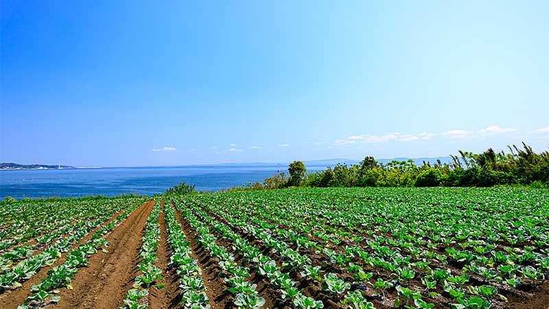 5月の旬の食材一覧表
