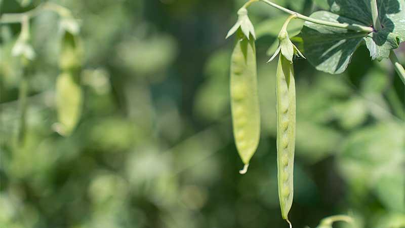 5月に旬を迎える代表的な野菜