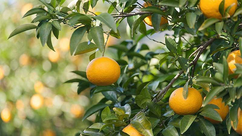 5月に旬を迎える爽やかな果物