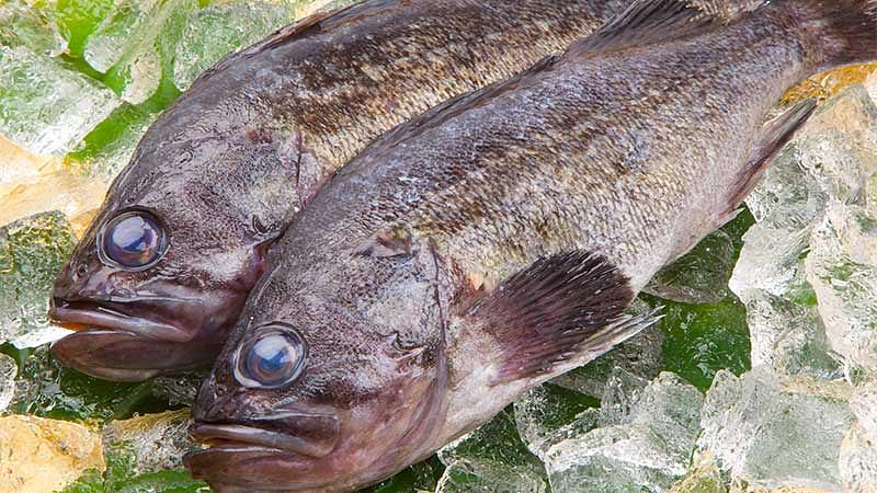 鮮度の高い旬食材の選び方