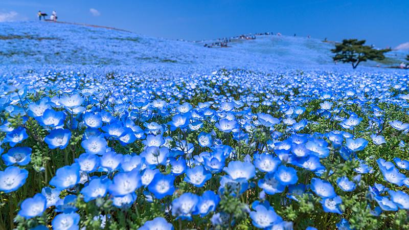 母の日の関東日帰り旅行の選び方