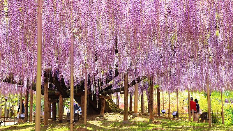 5月の絶景を満喫する花の観光地