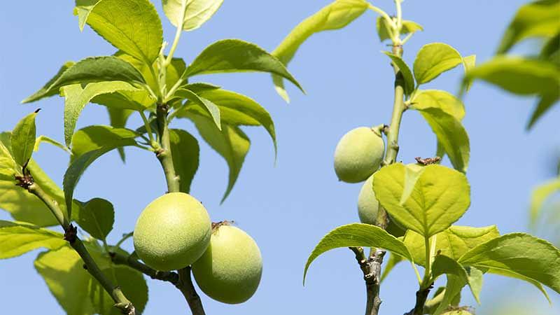 6月の代表的な行事と記念日