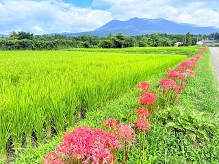 そら豆ん家-image