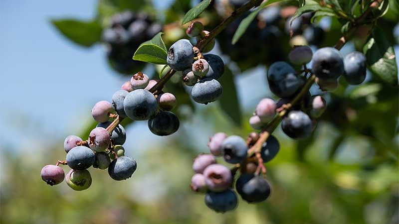 【エリア別】千葉のブルーベリー狩りおすすめ農園リスト