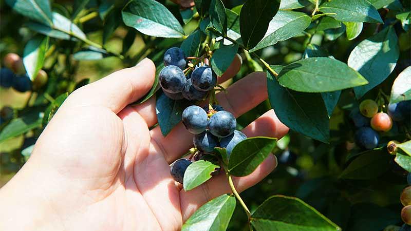 失敗しない！ブルーベリー狩り農園の選び方5つのポイント
