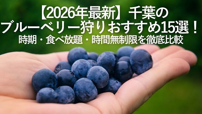 【2026年最新】千葉のブルーベリー狩りおすすめ15選！時期・食べ放題・時間無制限を徹底比較