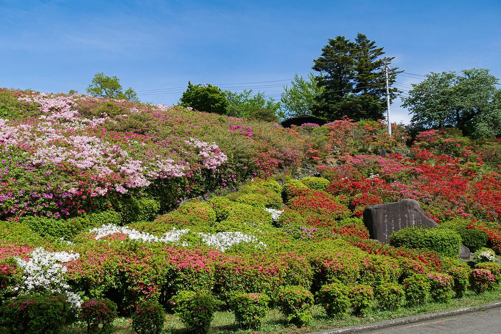 小室山のつつじ祭り