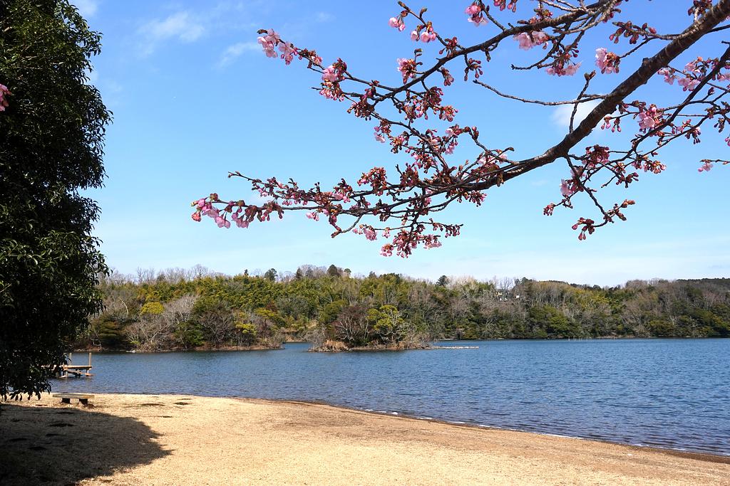 一碧湖の桜