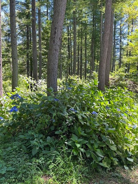 Trail Madarao So-image