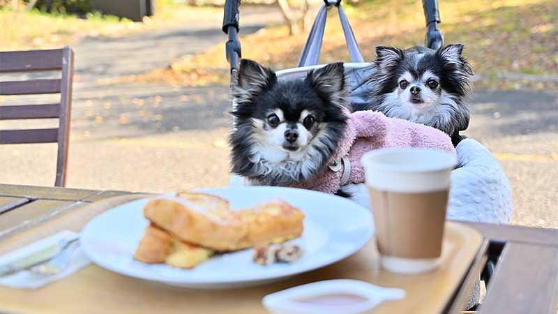 愛犬と食欲の秋を楽しむカフェ