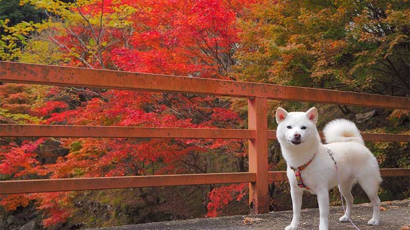 犬連れで行く秋の旅行！関東近郊の紅葉ドライブと日帰りおすすめスポット