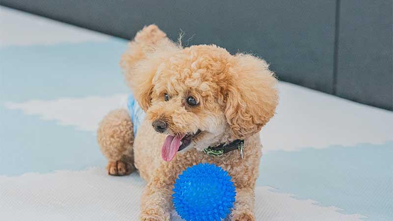 雨の日も楽しめる犬連れスポット